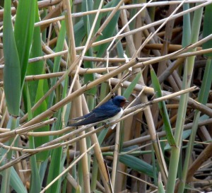 Golondrina comn