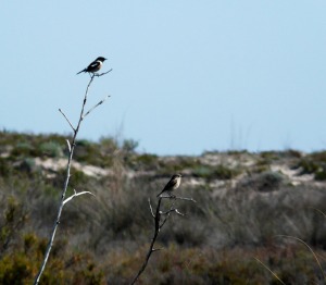 Tarabilla comn