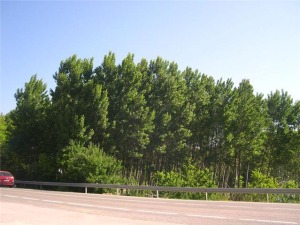 Panormica de ''El Jardn'' (a la salida del desayuno) 