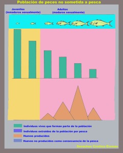 Figura 1. Representación gráfica de diferentes parámetros (distribución de tallas, abundancia de cada una de ellas, producción de huevos) en una población de peces no sometida a ningún tipo de pesca