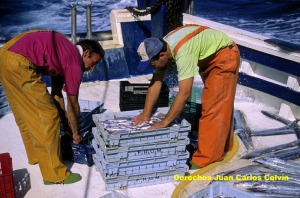 Figura 4. La flota de arrastre es importante en la Región. Organización de lo pescado para llevarlo a la lonja