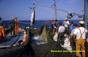 Figura 3. Extraccin de lo pescado con el copo totalmente levantado