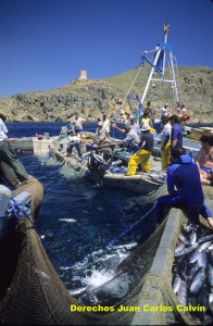 Figura 4. Copo a medio levantar con las melvas pescadas todava en su interior