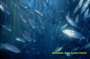 Figura 5. Copo a medio levantar con las melvas pescadas todava en su interior