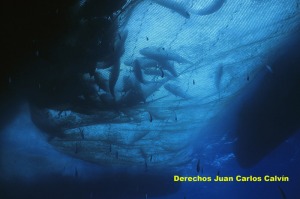 Figura 6. El copo visto desde debajo, con las lechas pescadas todava en su interior