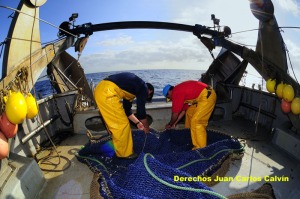 Figura 6. Cerrando el copo antes de volverlo a lanzar al agua - Juan Carlos Calvn