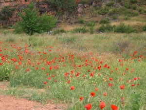 Lagunas de Ruidera- Festival de Amapolas