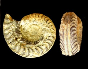 Hildoceras sp., del Jursico inferior de Ricote. Obsrvese sus costillas falcoides y la carena ventral delimitada por dos suscos.  = 3 cm [ammonitina]