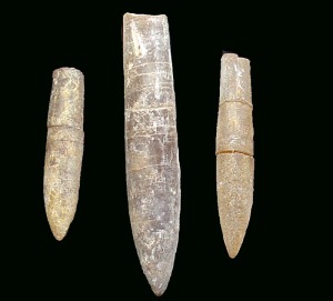 Belemnites (Hibolites aff.) del Cretcico inferior de Fortuna. Longitud del mayor de ellos = 5 cm 