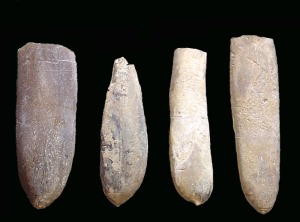 Ejemplares de Duvalia sp. Uno de los gneros de belemnites tpicos del Cretcico inferior ms fcilmente reconocibles, por presentar rostros de seccin ojival 