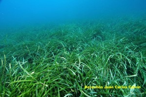 Figura 3. El paisaje pradera de Posidonia oceanica presenta el mismo buen aspecto superficial en todo el tramo