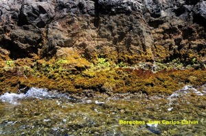 Figura 4. El paisaje rompiente en la isla Cueva de Lobos