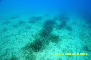 Figura 5. Aspecto del final del paisaje pradera de Posidonia oceanica, que desaparece sobre los 18-19 m de profundidad por enfangamiento del fondo