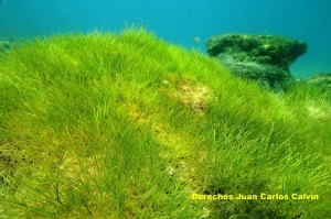 Figura 1. Aspecto del paisaje csped de Zostera noltii