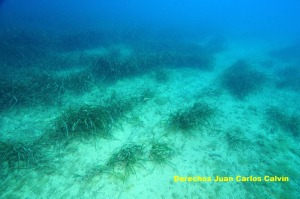 Figura 6. Aspecto del final del paisaje pradera de Posidonia oceanica, que desaparece sobre los 20-22 m de profundidad por enfangamiento del fondo