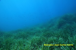 Figura 9. El paisaje pradera de Posidonia oceanica presenta el mismo buen aspecto superficial en todo el tramo