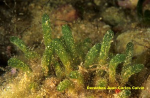 Dasycladus vermicularis - Juan Carlos Calvn