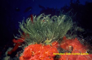 Bryopsis plumosa - Juan Carlos Calvn