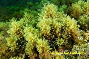 Figura 1. Las algas del genero Cystoseira son siempre indicadoras de alta calidad ambiental