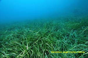 Figura 3. Aspecto de una pradera de Posidonia oceanica que disfruta de buena salud