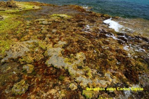 Figura 5. Las formaciones del molusco Dendropoma petraeum y del alga Neogoniolithon brassica-florida  (=Spongites notarisii) son siempre indicadoras de alta calidad ambiental