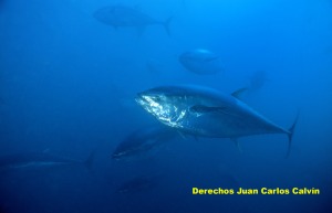 Figura 1. El atn rojo es una especie que lleva aos proponindose en CITES para que se regule su comercializacin internacional ante la drstica cada de sus poblaciones naturales