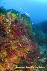 Figura 2. El coralgeno cuenta con un plan especfico de proteccin por parte del Convenio de Barcelona