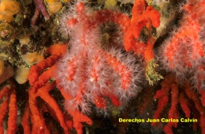Figura 5. El coral rojo es una de las especie de cnidarios recogida en el Anexo III del Convenio de Barcelona
