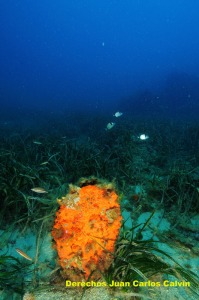 Figura 11. La nacra (Pinna nobilis) es una de las especies incluidas en el Catlogo Nacional de Especies Amenazadas