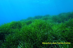 Figura 12. La Posidonia oceanica es una de las especies marinas que con otras muchas ya deberan estar incluidas en el Catlogo de Especies Amenazadas de la Regin de Murcia