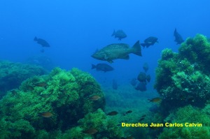 Figura 2. La espectacular recuperacin de especies de peces y crustceos es uno de los beneficios inmediatos asociados a la proteccin de un espacio marino