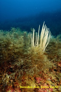 Figura 2. Especies de profundidad como el alga Cystoseira zosteroides y la gorgonia Eunicella singularis deben ser protegidas a nivel regional