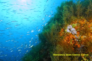 Figura 3. Las formaciones vegetales que recubren los fondos del LIC dan proteccin a larvas y juveniles de un alto nmero de especies