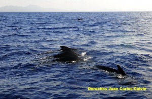 Figura 2. Las aguas de este LIC albergan importantes poblaciones de mamferos marinos