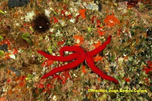 Figura 2. La estrella de mar prpura es uno de los equinodermos recogidos en ms de un documento