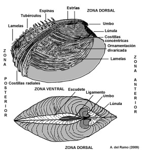 Principales zonas de la concha de un bivalvo y elementos ornamentales que puede presentar 