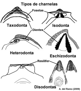 Tipos de charnelas ms frecuentes en los bivalvos fsiles de Murcia 