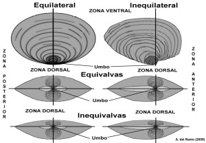 Tipos de conchas de bivalvos en funcin de la simetra de sus valvas 