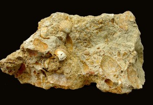 Margocaliza con moldes internos de bivalvos (Cardium sp.). Del Mioceno superior del Puerto de la Cadena (Murcia) 