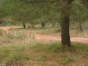 Sierra Espua