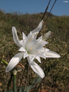 AZUCENA DE MAR, LIRIO DE MAR. Pancratium maritimum [Amaryllidaceae] -  Región de Murcia Digital