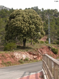 Sierra Espua