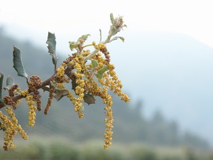 Sierra de Carrascoy