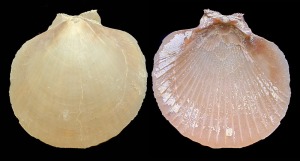 Amusium: Concha de Amusium sp. Obsrvese su aspecto de pectnido con la parte externa lisa e interna con pares de finos radios. Longitud = 4'5 cm 
