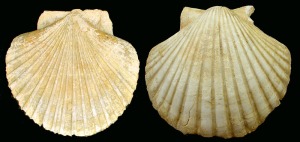 Pecten: Pecten sp. del Plioceno de Mazarrn. Longitud de 7'5 cm [bivalvos 2]