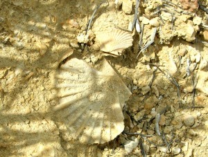 Pecten: Pecten sp. del Plioceno de guilas 