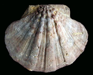 Chlamys: Chlamys (Manupecten) sp. del Mioceno superior de Mula. Este subgnero se caracteriza por poseer tubrculos en la zona cercana al umbo. Longitud = 15 cm 
