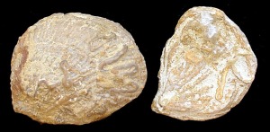 Plicatula: Valvas derecha e izquierda de Plicatula sp. del Cretcico inferior de Yecla. Longitud = 3 cm 