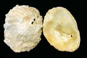 Anomia: Valvas izquierdas de Anomia sp. del Mioceno superior de Molina de Segura. Longitud = 3'5 cm 