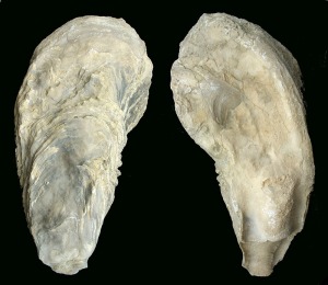 Crassostrea: Valva derecha de Crassotrea sp. del Mioceno superior de Mula. Obsrvese el resilifer y la impresin muscular. Longitud = 21 cm 